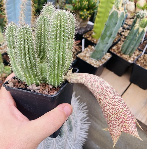 Tavaresia barklyi pot - en, de
