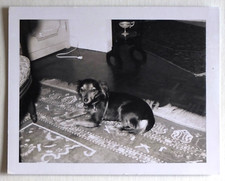 Dog lying on a Persian carpet, flash, living room - vintage photo snapshot