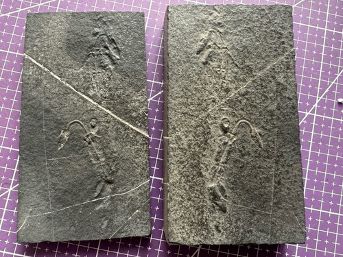 Reptile marin fossil - reptile, marin-fossil