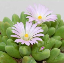 Conophytum blandum - Pierres vivantes | Plante cône