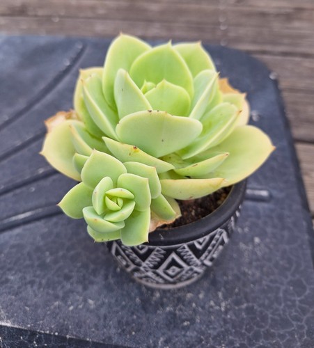 Echeveria peach pride avec - peach, pride,