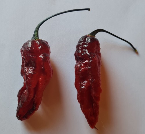 Poudre piment épicé rouge - poudre,