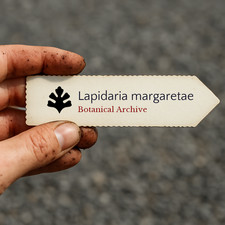 Lapidaria margaretae 1000