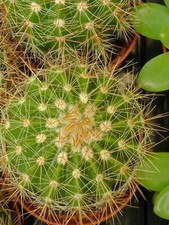 Cactus Matucana Intertexta Ø