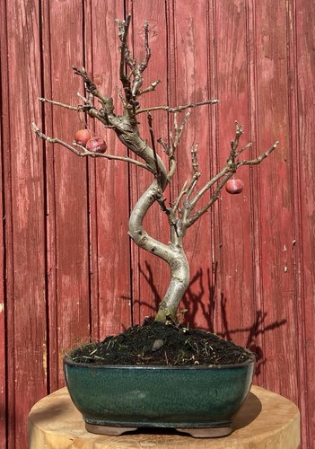Bonsaï pommier malus 9ans - pommier,