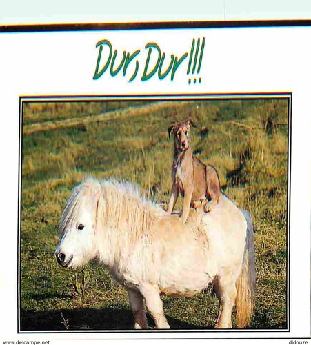 Carte postale animaux - -,