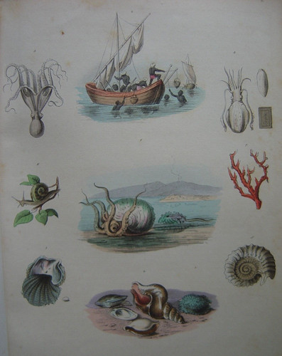 Gravure coquillages poulpe - coquillages,