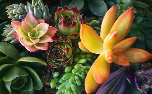 Lot xxl 100 - 100, plantes