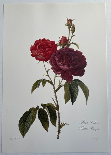 Botanique rosier evêque rosa - botanique,