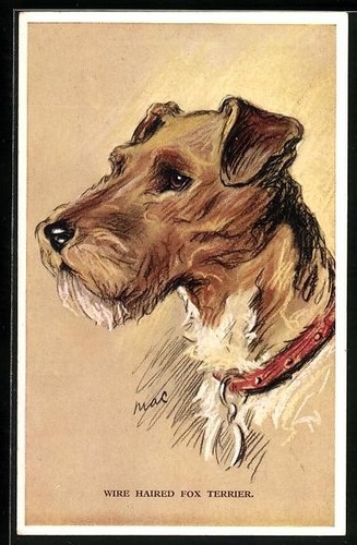 Carte postale wire - wire, haired
