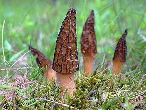 Black morel mushroom spores - black,