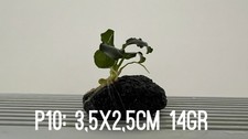 1 plante aquarium Anubias Nana