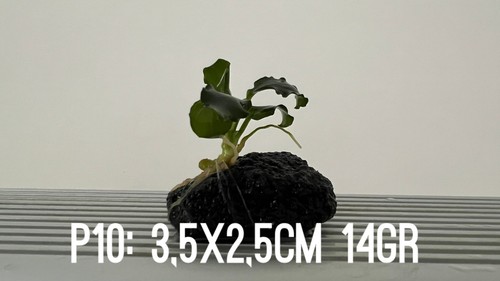 Plante aquarium anubias - plante,