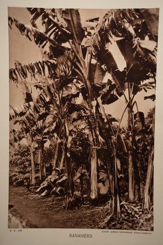 Photo heliogravure 1930 - photo,