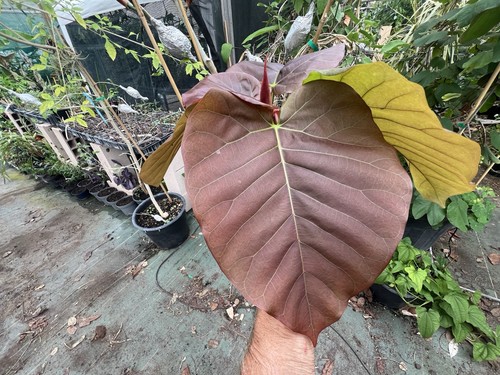 Ficus auriculata - auriculata, (
