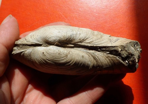 Bivalve fossile miocène - bivalve,