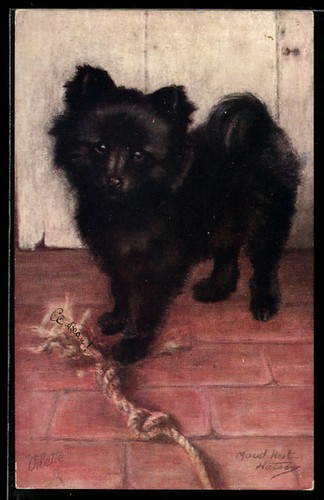 Chiot poméranie avec corde - de,