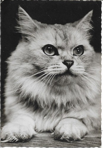 Chat chinchilla - chat,