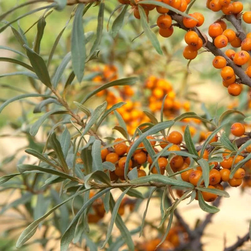 Hippophae rhamnoides sandora - hippophae,