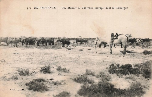 Camargue manade taureaux - camargue,