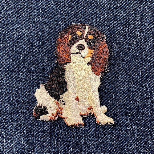 Cavalier king charles spaniel - king,