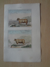 Gravure animal : bélier &