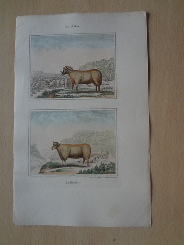 Gravure animal bélier - gravure, :