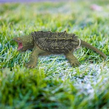 Modèle de tortue serpentine