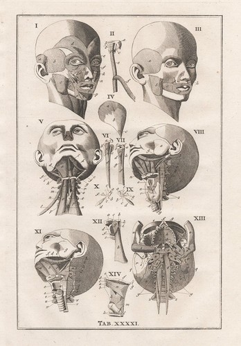 Crâne humain anatomie - humain,