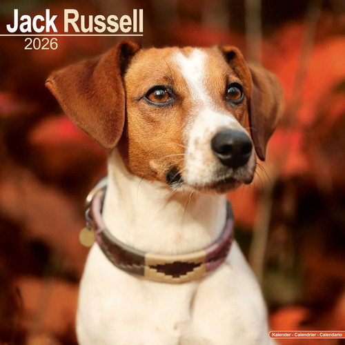 Calendrier 2026 jack russel - calendrier,