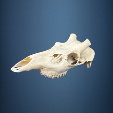 594KU Crane de cerf, bois de