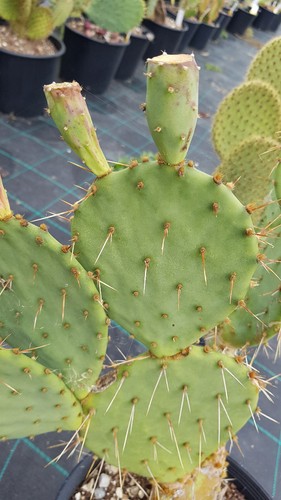 Opuntia engelmannii var