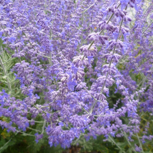Perovskia atriplicifolia blue - perovskia, 'blue