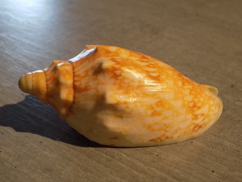 Coquillage new volutidae - coquillage,