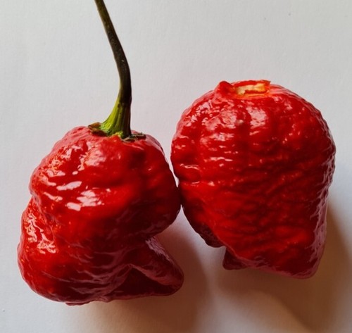Graines piment rouge - graines, de