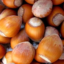 Corylus avellana 'Corabel' -