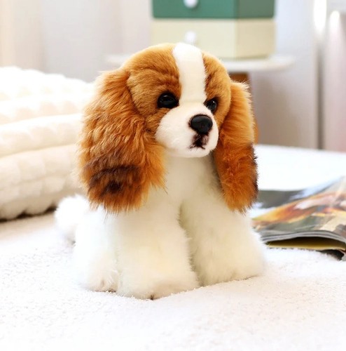 Cavalier king charles spaniel - cavalier,