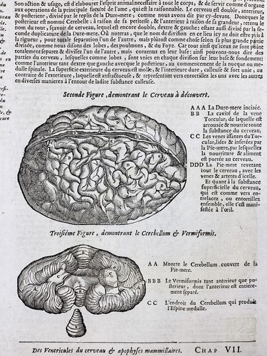 1614 cerveau gravure - 1614,