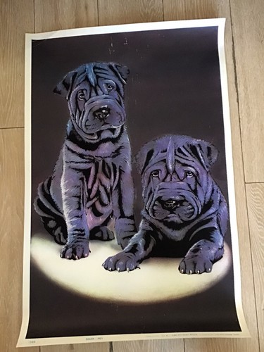 Shar peï affiche - affiche, cali