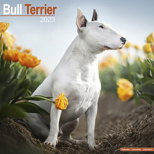 Calendrier 2023 bull terrier - calendrier,