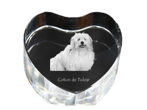 Coton tulear collier cœur - tulear,