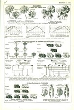 Antique Biology Heredity Document from the 1953 Book