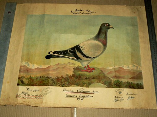 Pigeon voyageur corbeil - voyageur,