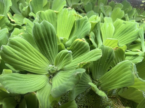 Lot plantes flottantes - lot,