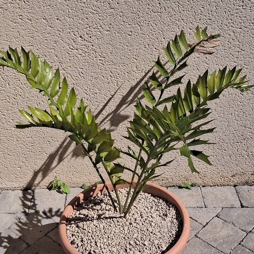 Encephalartos latifrons rare - latifrons,