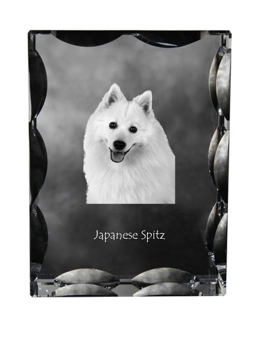 Spitz japon chaîne avec - chaîne,