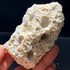 94G  Natural white Coral Reef Aquarium Decor Coral home decoration