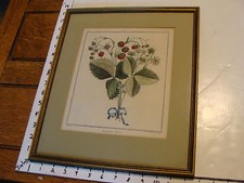 1768 FRAMED HAND COLORED STRAWBERRY ENGRAVING by Haussard: FRAISER VERT