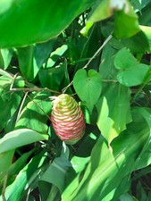 Lot de 4 rizhomes awapuhi