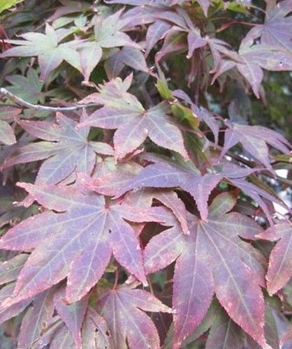 Erable japon rouge - ♫,